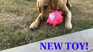 Surprising My Dog With a Brand New Flying Pig Toy!
