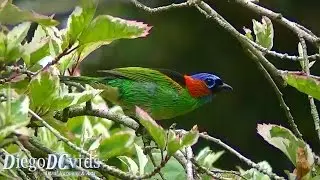 Tangara cyanocephala (Thraupidae) Sa&iacute;ra-militar