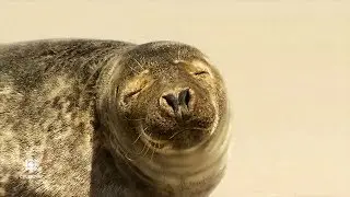 Camping on Sable Island?