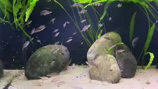 Xenotilapia & Paracyprichromis Tank
