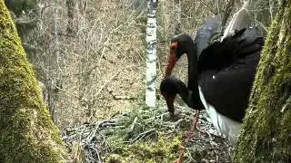 Mating Black Storks (in slow motion)