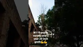 #poplar tree farming  w110 poplar variety