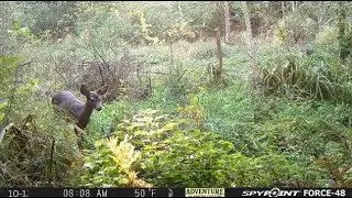 Hidden Life in the Woods: Spike Buck Ripping a Tree, and Deer on the Trail | Trail Cam Wildlife