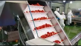 FSCAN-6500DB | Food Inspection System by XAVIS