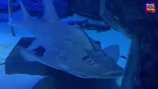 Amazing Big Shark In Sea Life London Aquarium ( Part 2 )