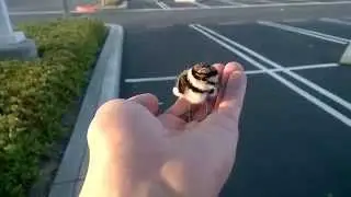 Rescued baby bird returned to parents.