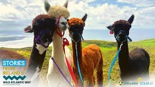 Chapter 3 : Alpacas in the Hills of Donegal