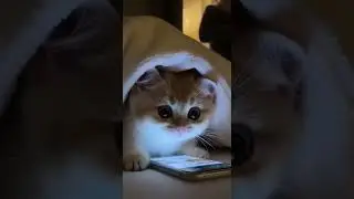 kitten using mobile late night #funny #night #educational #animals #like