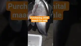 PURCHASING FOR CHITAL MAACH FOR SALE SUBHA SUBHA#chital #farming #moye