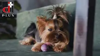 Cucce e letti di lusso lavabili per cani e gatti | ddpluspet.com