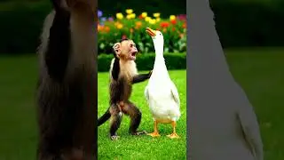 Baby Monkey Tries a dance with duck for the First Time! 🍭🐒 #trending #youtubeshorts #fyp