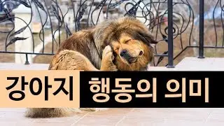 (랭킹박스) 강아지 행동의 의미