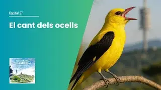 27. El cant dels ocells
