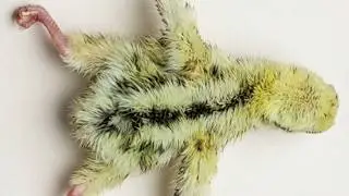 Problemas de incubación. Pollitos con patitas para atrás.