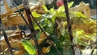 Gina gridder nila ulit ang kalsada para mapatag #