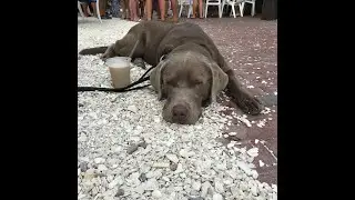 Silly #dogs breaking rules. Silver Labs #dogshorts #labrador #funnydogs #doglover #funny