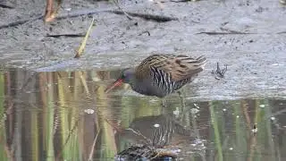 Water Rail (Rallus aquaticus)- Foraging video by NIKON P-900