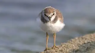 4K Sieweczkowa młodzież / Little ringed plover youths / Charadrius dubius
