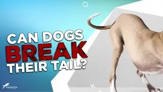 Is A Dog's Tail a Bone? Can Dogs Break Their Tail?