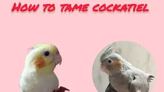 How to tame cockatiel 🐣💛#homenest #cockatiel #birds #pets #thanjavur #homefarm #tipsandtricks 