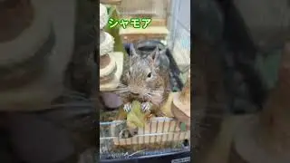 【Degu】びわの葉大好き　Degus love loquat leaves.