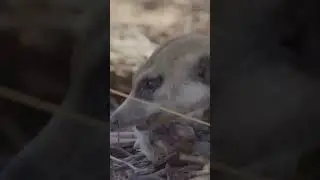 🐀 Suricata vs Roedor #Suricatas #VidaSelvagem