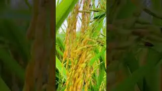 paddy Egriculture 🌾🌾#shortvideo #whatsappstatus