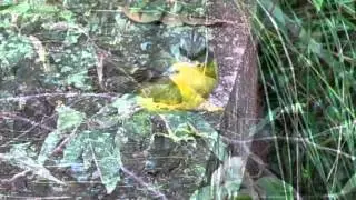 Eastern yellow robin glimpses