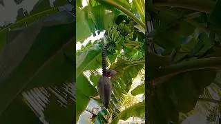 🍌How Do Bananas Grow? Each banana &ldquo;tree&rdquo; fruits only once, then dies. Amazing Flowering and Fruiting