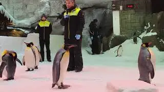 Penguin @ SKI Dubai .No matter how hot it is outside. �