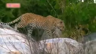 Big fight leopard 🐆 vs giant python ⛎ ! catch in camera !..