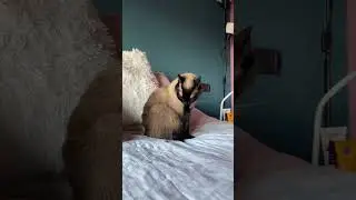 Bagheera&rsquo;s daily routine