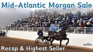 Recap & Highest Seller from the Mid-Atlantic Morgan Horse Sale