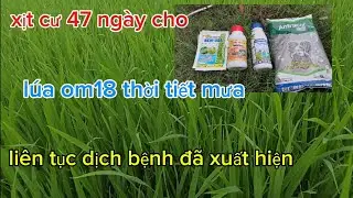 L&uacute;a om18 47 ng&agrave;y bệnh đạo ổn v&agrave; đốm n&acirc;u xuất hiện kh&aacute; nhiều trong giai đoạn l&agrave;m đồng