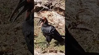 King of the African Savannah&mdash;Southern Ground Hornbill #shorts
