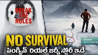 Viral Penguin Walking Alone | Real Story Behind the Viral Penguin Video | ఒంటరి పెంగ్విన్ అసలు కథ