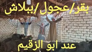 البقرة الوالدة ب ٤٥ ألف عند أبو الزقيم أتفرجو علي العرض دة ٢٠/ ١/ ٢٠٢٦م