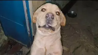 Funny 😂 Labrador Dog Videos That Will make you laugh out Loud 