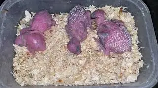 Budgie Babies Growing Slowly 🥰 | #ParrotLife