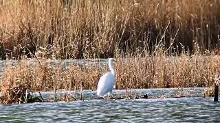 Great White Egret (Ardea alba) - flying and stalking @ Dungeness