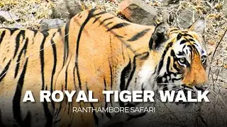 The Royal walk of Tiger at Ranthambore National Park | Arrowhead Male Sub Adult RBT-2509