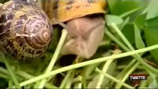 ALLEVAMENTO DI LUMACHE - LA LUMACA MADONITA SU RAI 1!