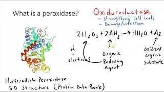 AP Biology: Investigation 13 Introduction