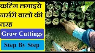 Grow Ficus Virens Cutting in Poly bag/Pilkhan Cutting Growing Tips /Mammal Bonsai
