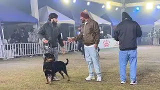Dogs Show live update in Lahore 😍😍