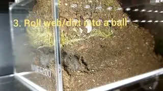G Pulchra sling gets busy in the dirt!!!