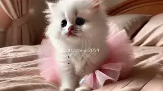 Sad Kitten who was bullied and loves to dance ballet becomes a star  cat aicat cutecat kitten