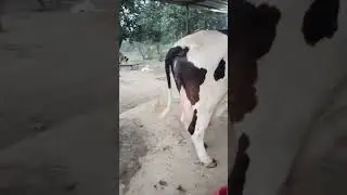 💎💥🔥TopHeavy size HF+SindhiMix Breed Top Milking cow##Present Milking 30+Per day.#,💎💥🔥🔥