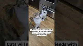 Cats are never wrong about people. #fact #cats #catsofyoutube