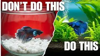 TOP 10 Things Betta Fish Hate😱🐠